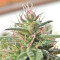 Malawi Breeders Pack regular (Ace Seeds) Cannabis-Samen