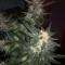 Melon Gum (Dr. Underground) Cannabis-Samen