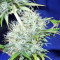 Nepal Jam regular (Ace Seeds) Cannabis-Samen