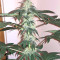 Ruderalis Skunk regular (Sensi Seeds) Cannabis-Samen