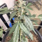 Super Auto Lemon Haze (Original Sensible Seeds) Cannabis-Samen