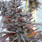 Thai Chi (Ace Seeds) Cannabis-Samen