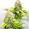 Xtreme Kush (Xtreme Seeds) Cannabis-Samen