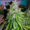 Auto Critical Orange Punch Feminized (Dutch Passion)
