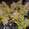 Crystal WW Autoflower feminisierte Samen (EGS)