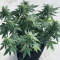 Glue Gelato Auto (Barney's Farm) Cannabis-Samen