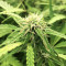 Greengo Bio Haze (Kera Seeds) Cannabis-Samen