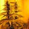 Nebula (Paradise Seeds) Cannabis-Samen