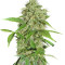 Northern Lights Auto (GHS) Cannabis-Samen