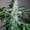 Pounder Auto (Auto Seeds) Cannabis-Samen