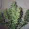 Original Auto Critical (Fast Buds) Cannabis-Samen zu verkaufen
