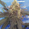 Bruce Banner #3 Cannabis-Samen Kaufen