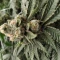 Amnesia Lemon Kush Cannabis-Samen Kaufen