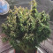 Big Bang Auto Cannabis-Samen Kaufen