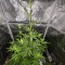 Gorilla Cookies Auto (Fast Buds) Cannabis-Samen zu verkaufen