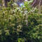 Northern Light (RQS) Cannabis-Samen zu verkaufen