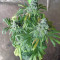 Holy Grail Kush Cannabis-Samen Kaufen