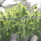 G13 Haze (Barney's Farm) Cannabis-Samen zu verkaufen