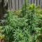 Z (Original Sensible Seeds) Cannabis-Samen zu verkaufen