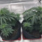Z Gorilla Cannabis-Samen Kaufen