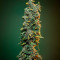 Purple Punch Auto Cannabis-Samen Kaufen