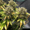 Stardawg Auto (Fast Buds) Cannabis-Samen zu verkaufen