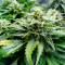 Kush 'N' Cookies CBD (Garden of Green Seeds) Cannabis-Samen zu verkaufen