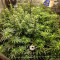 Godzilla Original Glue GG#4 Cannabis-Samen Kaufen