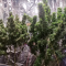 Critical Kush Cannabis-Samen Kaufen