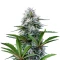 Astro Lemonade F1 (Royal Queen Seeds)