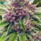 Black Cherry Punch feminisiertes Saatgut (Pyramid Seeds)