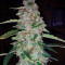 Blueberry Glue Auto (Expert Seeds) Cannabis-Samen
