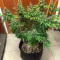 Bruce Banner #3 (BlimBurn Seeds) Cannabis-Samen