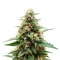 Crop Doctor CBD (Cream of the Crop Seeds)
