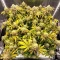 Double Cream (Cream of the Crop Seeds) Cannabis-Samen