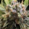Frosted Guava (Original Sensible Seeds)