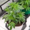 Fugue State Auto (Mephisto Genetics) Cannabis-Samen