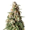 Hybrid X (Cream of the Crop Seeds) Cannabis-Samen