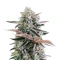Mendo Frost Auto (Fast Buds)