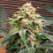 Original Big Bud Auto Samen feminisiert (Fast Buds)