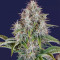 Original Cinderella Auto Samen feminisiert (Fast Buds)