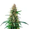 Permanent Marker Auto (Blimburn Seeds)