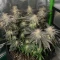 Purple Queen (RQS) Cannabis-Samen