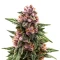 Purple Stilton Auto (Auto Seeds) Cannabis-Samen
