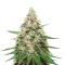 Super Lemon Haze (GHS)