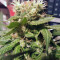 Three Blue Kings (Humboldt Seeds Organization) Cannabis-Samen