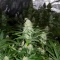 Wombat (BlimBurn Seeds) Cannabis-Samen