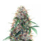 Z (Blackskull Seeds) Cannabis-Samen