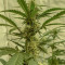 Watermelon Z Auto Samen feminisiert (Barney's Farm)
