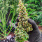 Wedding Cake Autoflower feminisierte Samen (EGS)